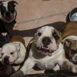 Los animales, en su mayoría bulldog, estaban en un departamento. Las crías eran ofrecidas hasta en 2 mil 500 soles (13 mil pesos mexicanos).