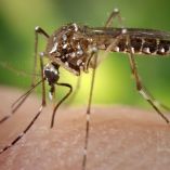 La vacuna contra el dengue podría llegar a México para 2027
