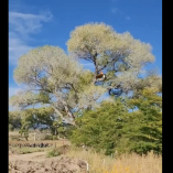 La Patrulla Fronteriza desalojó a manifestantes en Lochiel, Arizona, antes de que contratistas derribaran el álamo de más de 200 años