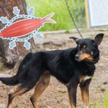 Señales de que tu perrito está perdiendo músculo y por qué es peligroso