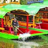 Las descargas de aguas residuales y la acumulación de desechos turísticos son algunas de las actividades que tienen al borde de la extinción al ajolote silvestre en la zona lacustre de Xochimilco.