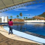 Persona observando a un delfín desde el borde de la alberca techada en las instalaciones del Delfinario Sonora.