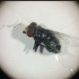 Senasica desarrolla en Chiapas la "Cepa Mex" de la mosca del gusano barrenador: insectos estériles solo machos para duplicar el combate a la plaga ganadera.