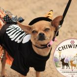 Chiwinity 2026 celebra el Día de Muertos con tu perrito chihuahua en CdMx