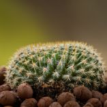 ¿Qué es la Leca para plantas?