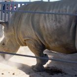 El rinoceronte macho Wami de 15 años