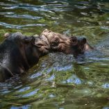 La mañana de este miércoles 21 de octubre, “Motomoto” fue encontrado sin vida al interior del zoológico de Culiacán, donde el mes pasado también falleció una jirafa.