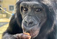 Primer plano de Nyota, un bonobo adulto, sosteniendo alimento con la mano dentro de un entorno de investigación en cautiverio, durante un estudio de la Universidad Johns Hopkins sobre cognición e imaginación en grandes simios.