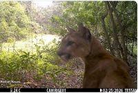 La grabación dura menos de 40 segundos, pero basta para verlo avanzar con calma, detenerse, afinar el oído y observar el horizonte.