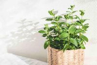 Cómo sembrar menta en casa