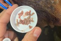 Una mosca puede dejar más de 400 huevecillos en la herida de un animal.