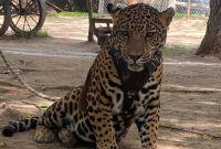 De acuerdo con la información, el felino que se encontraba sujeto con una correa y un arnés, alcanzó al menor y lo mordió.