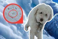 Rescatan a perrita que sobrevivió 50 horas perdida en Alaska