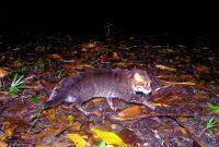 Las imágenes muestran a una hembra y a su cría, una señal alentadora para el gato cabeza plana.