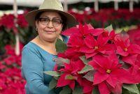 La flor de nochebuena es originaria de México, para los mexicas era un símbolo muy importante