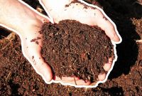 ¿Cuál es el animal con más de un corazón en el mundo?