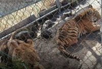 En relación con este hallazgo, la autoridad ambiental comunicó que se procederá a la elaboración del dictamen pericial de los ejemplares resguardados.