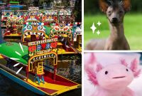 ¿Qué hacer en Xochimilco? Lugares en CDMX