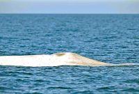 Ballena azul albina en aguas del Parque Nacional Bahía de Loreto.