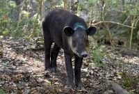 Tapir Centroamericano de pie en bosque con suelo cubierto de hojas, mostrando su cuerpo, cabeza y trompa característica, en estado de alerta.