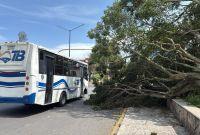 Frente Frío 41 deja afectaciones en 41 municipios de Veracruz
