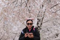 Temporada de cerezos 2026: dónde y cuándo ver Sakura además de Japón