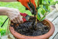 Tipos de tierra para macetas: el secreto para plantas enormes y vibrantes