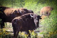 La recuperación del bisonte contribuye a la regeneración de los pastizales, mejora la estructura del suelo y favorece la vegetación nativa