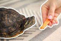 Qué tortugas sí puedes tener como mascotas