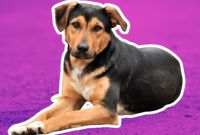 Mitos sobre los perros mestizos