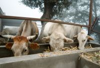 El USDA activó un estricto protocolo de respuesta que incluye la dispersión semanal de cuatro millones de moscas estériles para frenar su reproducción.