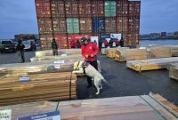 Funcionarios de Aduanas de Chile y un perro detector inspeccionan paquetes de madera en un puerto durante un operativo antidrogas.