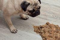¿Por qué mi perro vomita la comida sin digerir?