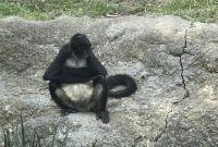 Visitantes consultados destacaron que observaron a los animales apáticos.