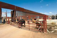 Cabezas de ganado sonorense, siendo preparadas por ganaderos para su exportación.