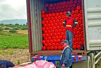 La instalación de las barreras busca mejorar la organización de los trabajos de limpieza y control del insecto en el embalse.