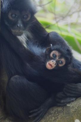 El grupo familiar se encuentra en perfecto estado de salud y está integrado por un macho y una hembra adultos, una hembra juvenil, un macho juvenil y la cría recién nacida.