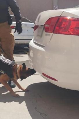 Perro de la Policía Federal inspecciona un automóvil en Chihuahua durante un operativo por transporte de fentanilo y drogas.