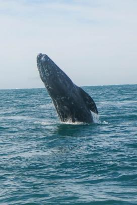 El incidente se presentó en la Bahía de San Francisco, California en los Estados Unidos.