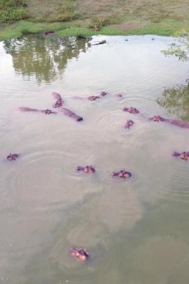 Hipopótamos introducidos habitan cuerpos de agua en el Magdalena Medio, Colombia, donde su crecimiento poblacional ha generado retos ambientales y medidas de control.