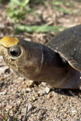 Tortuga