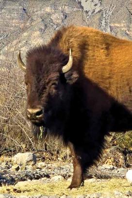 Ejemplar de bisonte americano 2.
