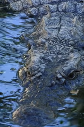 Mueren 11 cocodrilos en Puerto Vallarta; investigan las causas