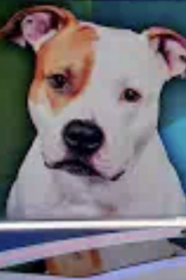 Montana perrito