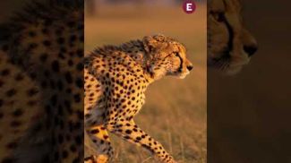 IShowSpeed se vuelve viral tras correr contra un guepardo en África; termina lesionado