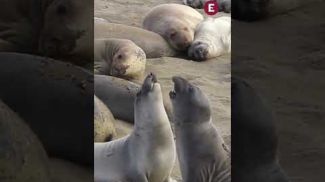 “Panchito Cortés” continúa en Nayarit, estable y con buena salud, señala Profepa