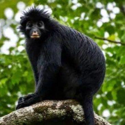 Científicos proponen clasificar al likweli como especie En Peligro.