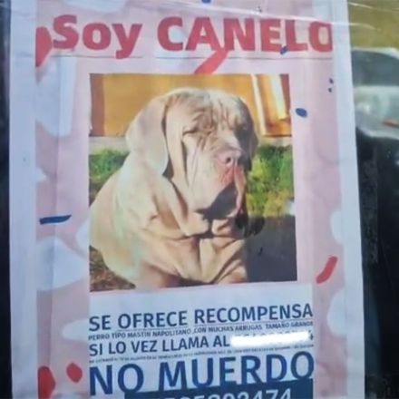 Así lo buscaban