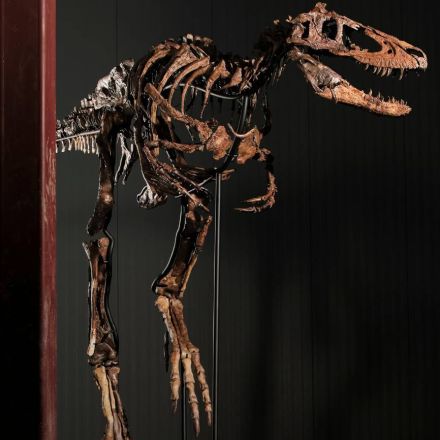 El cráneo de Cleveland, de 1942, es hoy considerado el primer cráneo de Nanotyrannus.