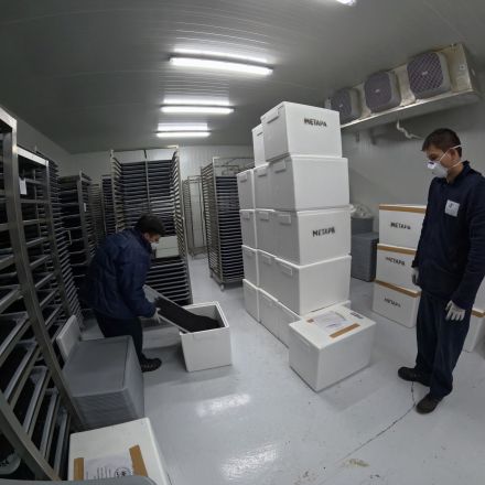 En la actualidad, el protocolo demanda liberar diez moscas de laboratorio por cada insecto silvestre presente en el ecosistema.